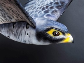 In what's described a world's first, Edmonton International Airport will start using a falcon-shaped drone this spring to scare away birds. Supplied