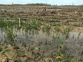 A water logged corn field on Nine Mile Road north of London. (DEREK RUTTAN, The London Free Press)