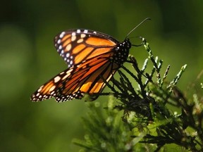 Mike Ward, 34, from Clinton is preparing for monarch butterflies to arrive in Ontario. He currently has a registered Waystation on his property. This means Ward has all the necessities to help the dwindling species grow in population.