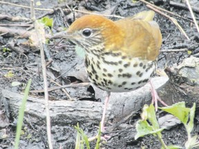 The flute-like call of the wood thrush is now being heard though some of Southwestern Ontario?s deciduous and mixed forests. The wood thrush has been on the Species at Risk in Ontario list since 2014. (PAUL NICHOLSON/SPECIAL TO POSTMEDIA NEWS)