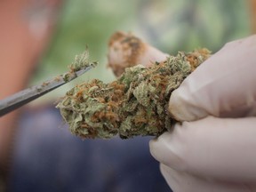 A vendor trims marijuana with scissors during the annual 4-20 cannabis culture celebration at Sunset Beach in Vancouver on April 20, 2017. The recreational marijuana industry is expected to take a sip of less than one per cent initially out of annual Canadian alcohol sales once it becomes legal, a new analysis says. The Anderson Economic Group, a business consulting firm in New York, says legalization of marijuana would sap $160 million out of the country's $22.1 billion booze sector, rising as use of the drug expands. (THE CANADIAN PRESS/Darryl Dyck)