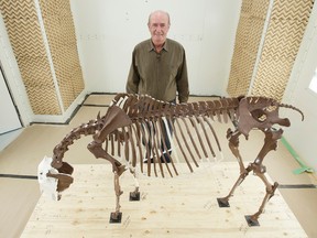 Peter Milot, a Paleontology Exhibit Specialist with the Royal Alberta Museum poses with a skeletal mount of a prehistoric horse, equus conversidens, to be included one of the  new Royal Alberta Museum's Natural History galleries in Edmonton, Alta. on Wednesday, May 10, 2017. Ian Kucerak / Postmedia