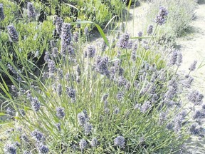 Flowering lavender is a culinary herb that makes into a great tea. Simply place several teaspoons of lavender buds into a tea ball and steep in boiling water for about 10 minutes. Experiment with herbal mixtures. Herbal teas are a flavorful and easy option for gardeners wanting to brew their own. (Dean Fosdick/via AP)