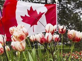 More than 300,000 Canada 150 tulips have been planted in National Capital Commission (NCC) flower beds across the region ERROL MCGIHON / POSTMEDIA