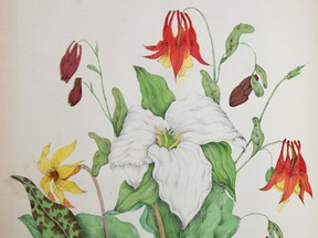 A page from Catharine Parr Traill’s book Canadian Wild Flowers, whose pages were hand-coloured. The book was published in 1868. (Postmedia Network file photo)