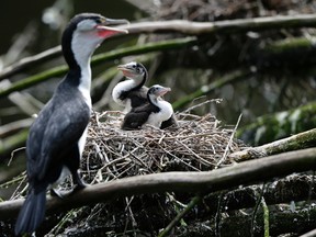 In this March 22, 2017 photo, two shag chicks sit on a nest with their mother at Zealandia in Wellington, New Zealand. People across New Zealand are embracing an environmental goal so ambitious it’s been compared to putting a man on the moon: ridding the entire nation of every last rat, opossum and stoat. The idea is to give a second chance to the unusual birds that ruled this South Pacific nation before humans arrived 800 years ago. (AP Photo/Mark Baker)