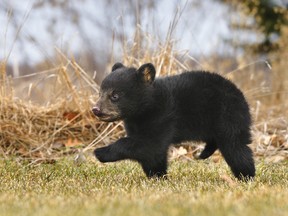 Black bear cub. (Getty Images)
