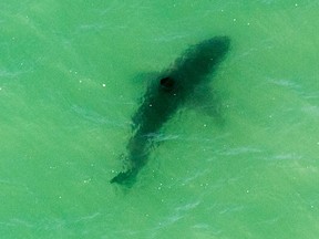 A shark swims in the water off Capo Beach in Dana Point, Calif., Thursday, May 11, 2017. Advisories were posted for beaches up and down Southern California after shark sightings this week. (Jeff Gritchen/The Orange County Register via AP)