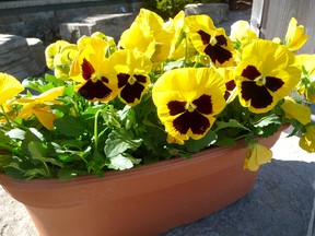 A container of bright yellow pansies… just in time for Mother’s Day. Gardening specialist John DeGroot says you can’t go wrong with pansies for Mother’s Day, but writes there are numerous other options for Mom’s big day. (John DeGroot photo)