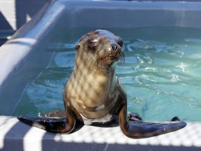 This photo provided by The Marine Mammal Center shows a sea lion pup at the Center in Sausalito, Calif., after its rescue from a San Francisco street Thursday, April 30, 2015. (Sarah van Schagen/The Marine Mammal Center via AP)