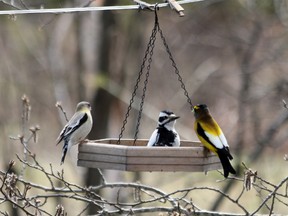 Outdoors photo woodpecker grosbeak