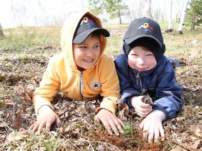 Tree planting