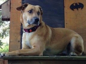 Photo supplied
Bob, Wendy and Miles Marsh were devastated when their dog Pepper was lost and then found shot to death in the Duplessis Road area.