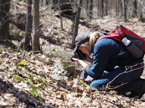Emily Austen, a postdoctoral fellow at the U of Ottawa. She does research on trout lilies, little wild flowers that bloom in the forest in early May. Photo by Shang-Yao Peter Lin