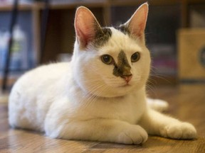 At the centre of a dispute between neighbours is this cat. Its owner's neighbour, upset that the cat goes on his property, has allegedly twice taken the cat to the Humane Society, where the owner each time has to pay $40 to get it back. BRUCE DEACHMAN / POSTMEDIA