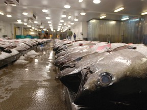 Tuna caught by foreign fishermen aboard American boats are lined up at the Honolulu Fish Auction at Pier 38 in Honolulu. Criminal and civil cases allege executives at the largest canned tuna companies were agreeing to collectively raise prices and limit promotions. (AP Photo/Caleb Jones, File)