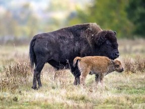In this undated photo, a bison and calf roam in a section of the Elk Island National Park, about 50 kilometres east of Edmonton. PARKS CANADA/AP / SUPPLIED