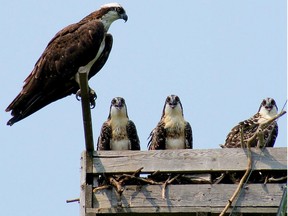 Submitted photo
The Bay of Quinte Remedial Action Plan is asking residents to assist with osprey monitoring in the region. Using social media and geo-location technology, residents can assist in keeping data on the birds in the Quinte area.