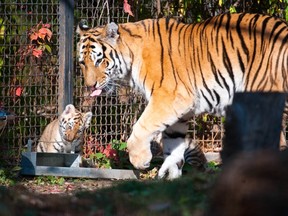 Kendra the Siberian tiger is shown in a handout photo. Age-related arthritis has led to a long-standing resident of Winnipeg's Assiniboine Park Zoo being euthanized. Zoo officials confirmed Monday in a Facebook posting that Kendra, a matriarch Siberian tiger, has been put down. Dan Haper/Assiniboine Park Zoo