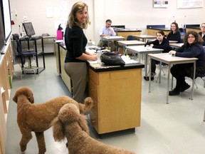 BRUCE BELL/The Intelligencer
Veterinarian Dr. Linda Hack was joined by dogs Lucy and Simon during her presentation to students at St. Theresa on Tuesday morning. Hack was one of the more than 50 professionals from the working world who took the time to meet with the school's 700-plus students during the school’s sixth Biennial Career Day.