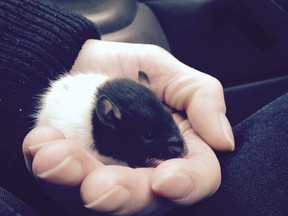 Snuggles the mouse recovers after suffering a heroin overdose in a handout photo. THE CANADIAN PRESS/HO-Sarah Blyth