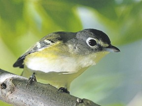 All of our vireos have a small but noticeable hook at the end of their beak. This blue-headed vireo also sports a pair of distinctive heavy white goggles. This species is in Southwestern Ontario now and through early fall migration. (MICH MacDOUGALL/SPECIAL TO POSTMEDIA NEWS)