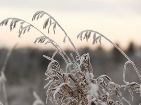 frost on plants