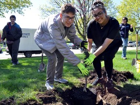 Lucas secondary students Ben Kitching (left) and Maheen Chaudhry help plant a shade tree at their school. CHRIS MONTANINI\LONDONER\POSTMEDIA NETWORK