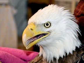 Bald eagle. (Photo submitted)