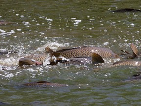 Almost 100 carp swim in a large puddle in front of the second green at Belle Park Fairways on Tuesday. With area flooding and the large fish looking to spawn in shallow water, carp came from the nearby Cataraqui River can be seen in puddles as well on the fourth and sixth fairways of the Kingston municipal golf course. The course is closed until further notice until the flood waters subside, the driving range remains open. "We do not want carp to become stranded in the park and we are working with our ecologist and the Ministry of Natural Resources to make sure permits and procedures are in place to allow us to safely move fish off of the golf course as water levels recede," says Paul MacLatchy, the City's environment director. (Ian MacAlpine/The Whig-Standard)