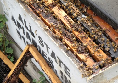 Several of the thousands of recovered beehives stolen in California are shown in this May 16, 2017, photo near Sanger, Calif.  (AP Photo/Scott Smith)
