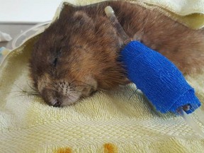 An Ontario wildlife rescue centre that collected donations for an extensively injured muskrat says the animal has died but some of the funds raised will pay for an autopsy for the rodent. (THE CANADIAN PRESS/PHOTO)