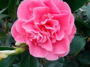 This camelia japonica yields a beautiful magenta/pink dye. Planting natural dye gardens is becoming a popular pursuit for those with green thumbs, as well as artists who work in various mediums. (Photos by The Home Depot/via AP)