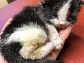 A post on the Saskatchewan SPCA Facebook page Thursday said a member of the public witnessed a “group of individuals” throwing five kittens up to a metre in the air last week. (PrinceAlbert Spca/Facebook)
