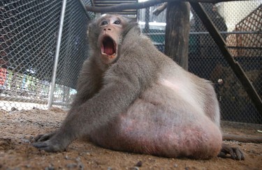 A wild obese macaque named "Uncle Fat," who was rescued from a Bangkok suburb, sits in a rehabilitation center in Bangkok, Thailand, Friday, May 19, 2017. The morbidly obese wild monkey, who gorged himself on junk food and soda from tourists, has been rescued and placed on a strict diet. (AP Photo/Sakchai Lalit)