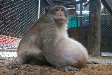 A wild obese macaque, named "Uncle Fat" who was rescued from a Bangkok suburb, sits in a rehabilitation center in Bangkok, Thailand, Friday, May 19, 2017. The morbidly obese wild monkey, who gorged himself on junk food and soda from tourists, has been rescued and placed on a strict diet. (AP Photo/Sakchai Lalit)