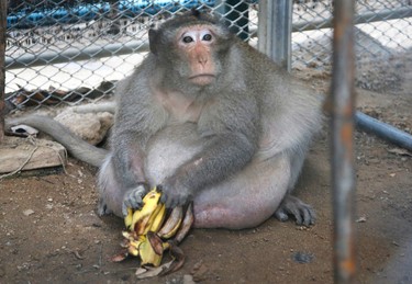 A wild obese macaque named "Uncle Fat," who was rescued from a Bangkok suburb, sits with bananas in a rehabilitation center in Bangkok, Thailand, Friday, May 19, 2017. The morbidly obese wild monkey, who gorged himself on junk food and soda from tourists, has been rescued and placed on a strict diet. (AP Photo/Sakchai Lalit)