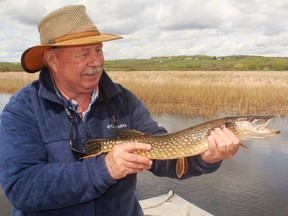 Neil with a feisty Devil’s Lake pike