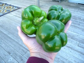 green peppers