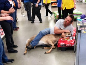 The Tuesday, May 16, 2017, photo, provided by Stephanie L Koljonen shows Tom Grasswick, a customer at a Walmart store in Wadena, Minn., holding onto a confused white-tailed deer that wandered into the store. (Stephanie L Koljonen via AP)