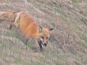 Outdoors photo fox