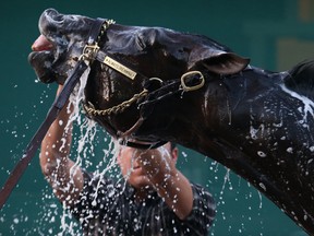 Kentucky Derby winner Always Dreaming is bathed after training for the upcoming Preakness Stakes at Pimlico Race Course on May 19, 2017. (Matt Hazlett/Getty Images)