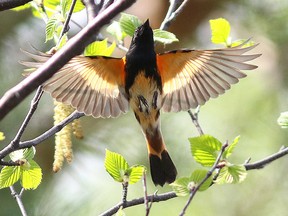 An American redstart  looks for food in a tree at Fielding Memorial Park in Sudbury, Ont. on Wednesday May 17, 2017. Gino Donato/Sudbury Star/Postmedia Network