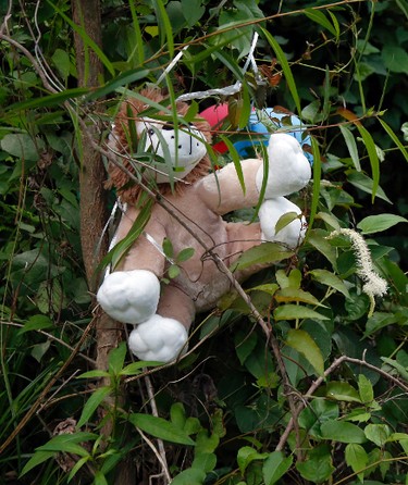 A stuffed animal and balloon tribute for Kingston Frazier, a six-year-old boy who was found shot dead Thursday, in his mother's stolen car along a no-outlet road in Gluckstadt, Miss., is tied to a small tree adjacent to an area where the vehicle was allegedly removed, Friday, May 19, 2018. Three individuals have been arrested for the death and will have an initial appearance before a judge Monday. (AP Photo/Rogelio V. Solis)