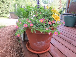 Million bells look like petunias with smaller flowers but they actually produce more colour. They flower longer and do not require pinching or cutting back, as petunias often do.