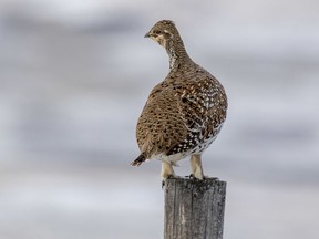 The Ruffed Grouse is decreasing, Ruffed Grouse Society of Canada biologist Andy Weik explained to locals how to improve habitats in the area at Kinburn Hall May 17. (Postmedia file photo)