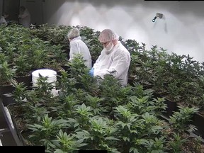 Alberta's newest medical marijuana production facility Invictus MD’s Acreage Pharms, a small operation owned by Invictus near the hamlet of Peers about 200 km west of Edmonton, May 19, 2017. (Supplied Photo)