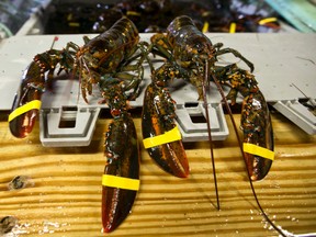 Three people from Nova Scotia are facing charges following an investigation involving more than $3 million worth of lobster. (Robert F. Bukaty/AP Photo/Files)