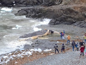 A dead whale is shown washed up on shore in Outer Cove, N.L. on Monday, May 22, 2017. People gathered on the rocky shoreline to get a glimpse of what appears to be a humpback whale that washed ashore. (The Canadian Press/Department of Fisheries and Oceans)