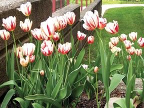 Some of the many 150th bulbs planted by the Tillsonburg Horticultural Society. (Contributed Photo/Angela Lassam)